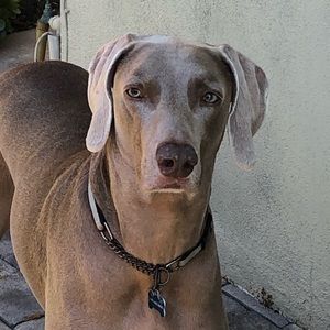 Meet your Posher, Marci